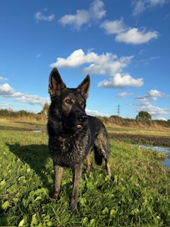 BORU - HERTS